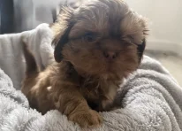 Puppy 3