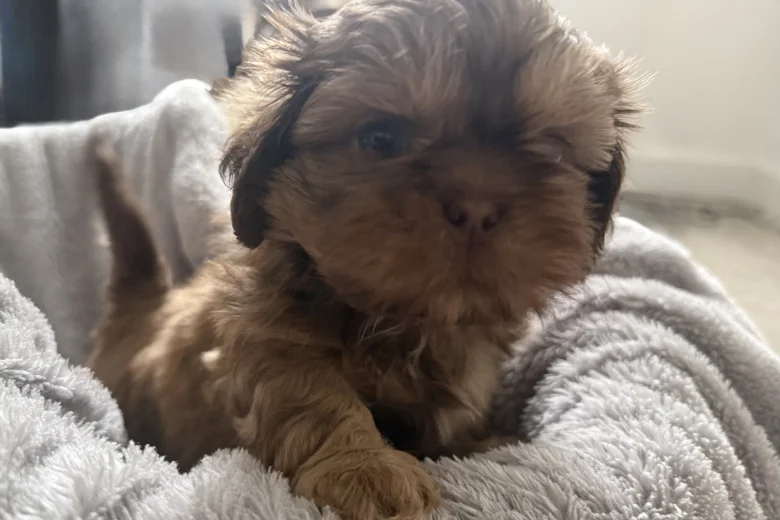 Shih Tzu