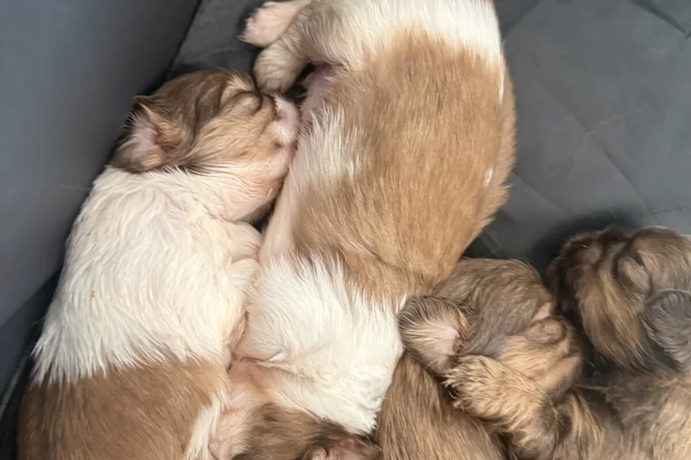 Shih Tzu