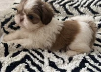 Puppy 4