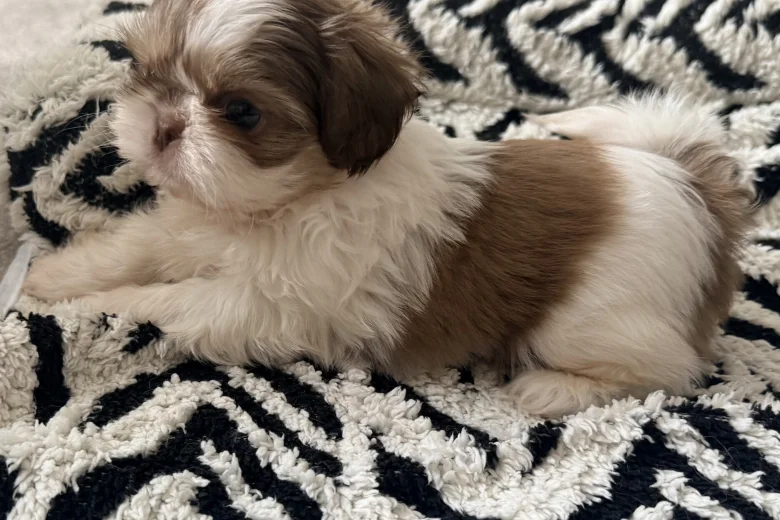 Shih Tzu