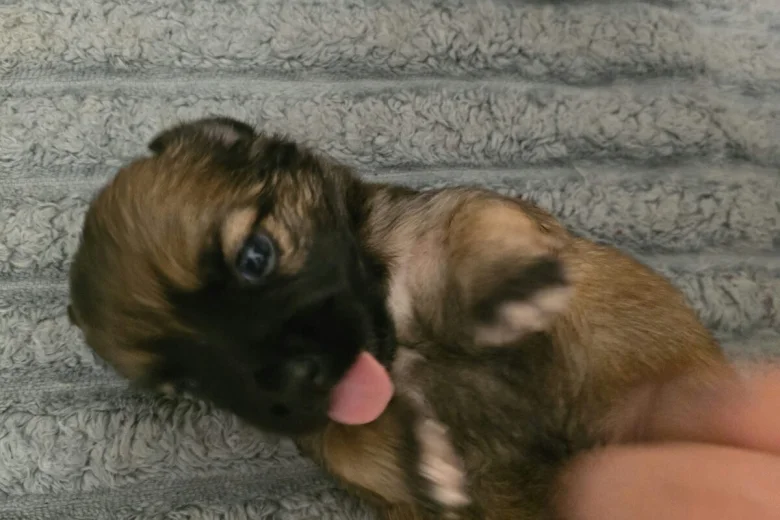 Shih Tzu