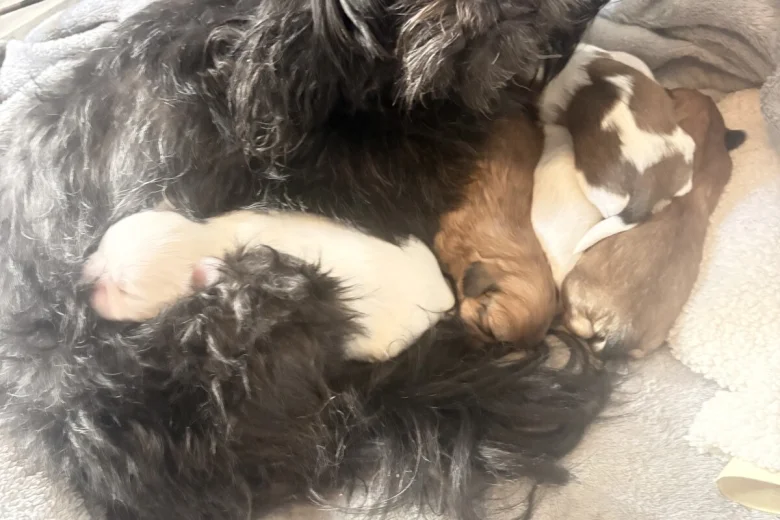 Shih Tzu