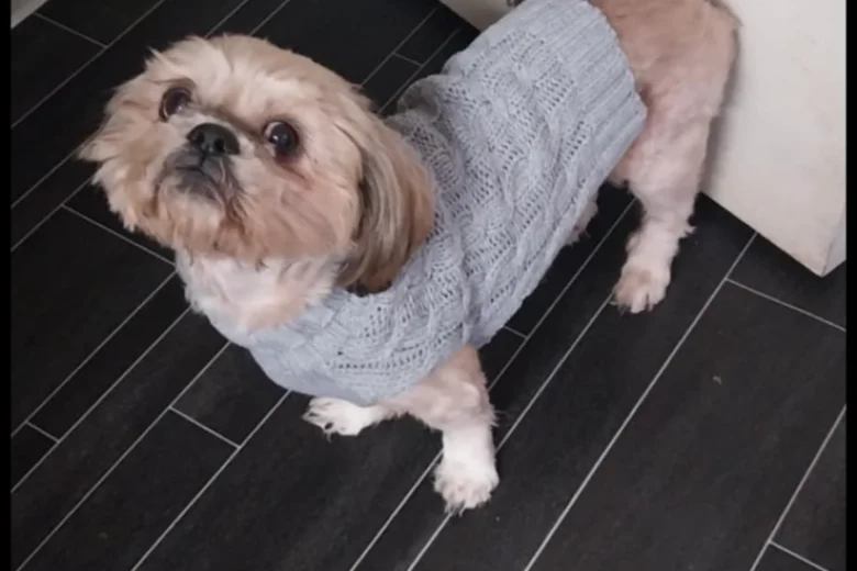 Shih Tzu