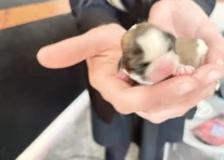 Puppy 1