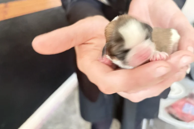 Shih Tzu