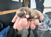 Puppy 2