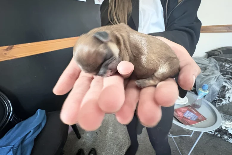 Shih Tzu