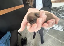 Puppy 3
