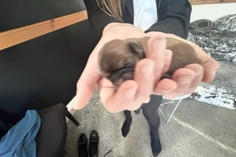 Shih Tzu