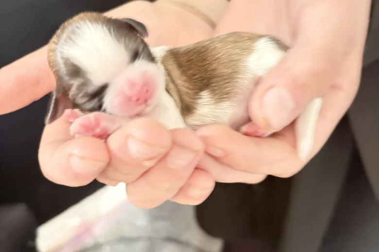 Shih Tzu