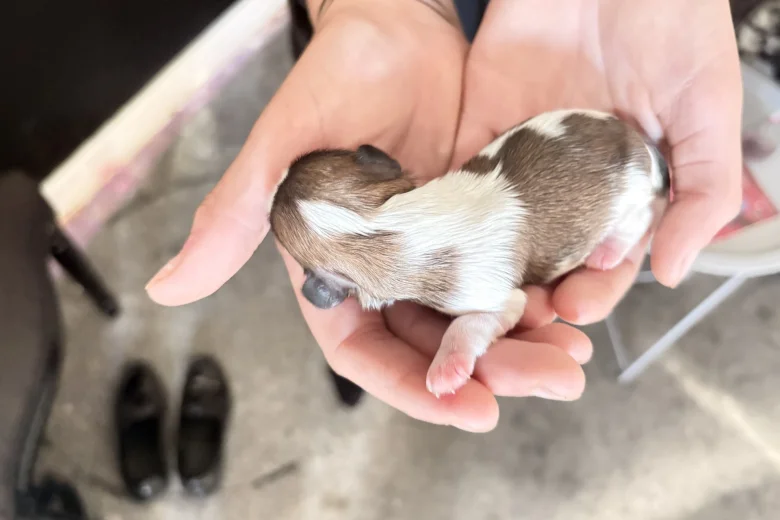 Shih Tzu