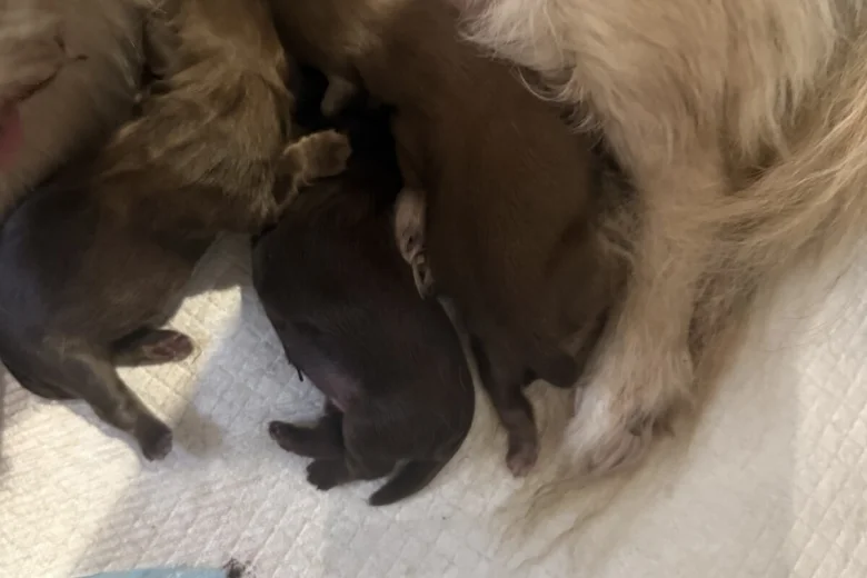 Shih Tzu