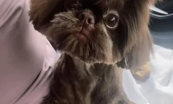 Shih Tzu