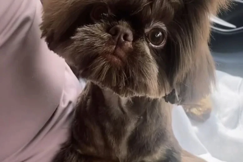 Shih Tzu
