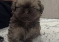 Puppy 3