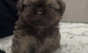 Shih Tzu