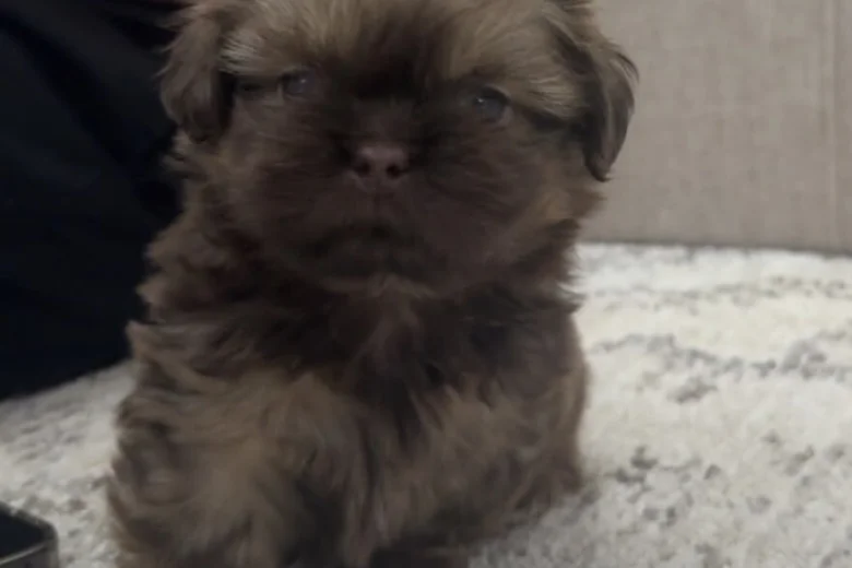 Shih Tzu