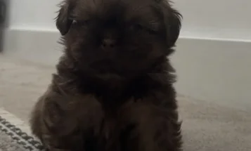 Shih Tzu