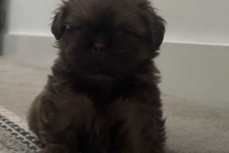 Shih Tzu