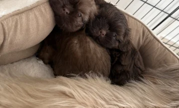 Shih Tzu