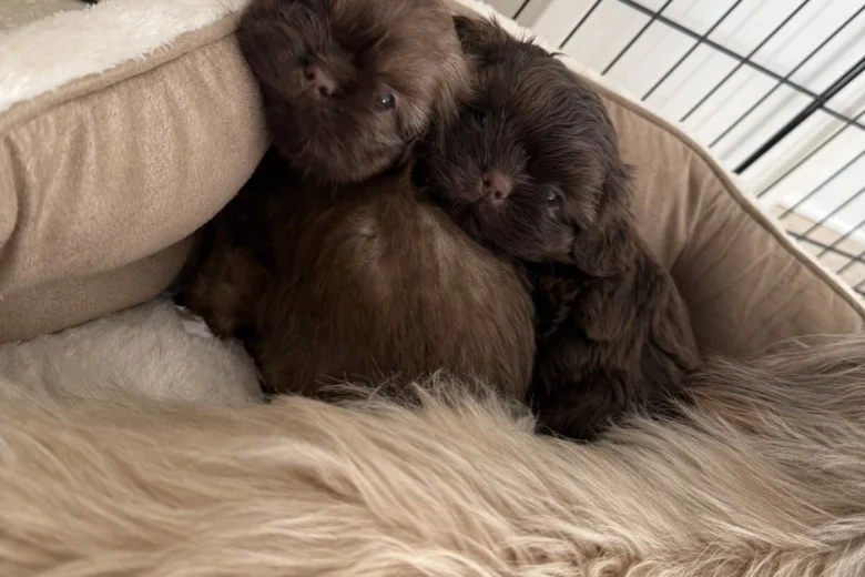 Shih Tzu