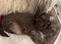 Puppy 2