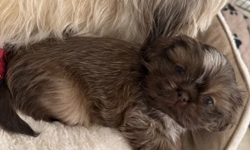 Shih Tzu