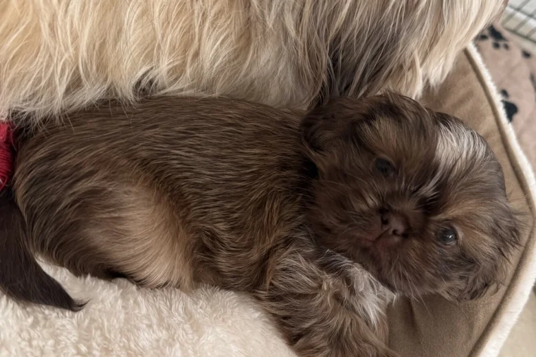 Shih Tzu