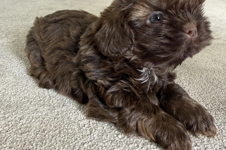 Shih Tzu