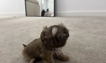 Shih Tzu