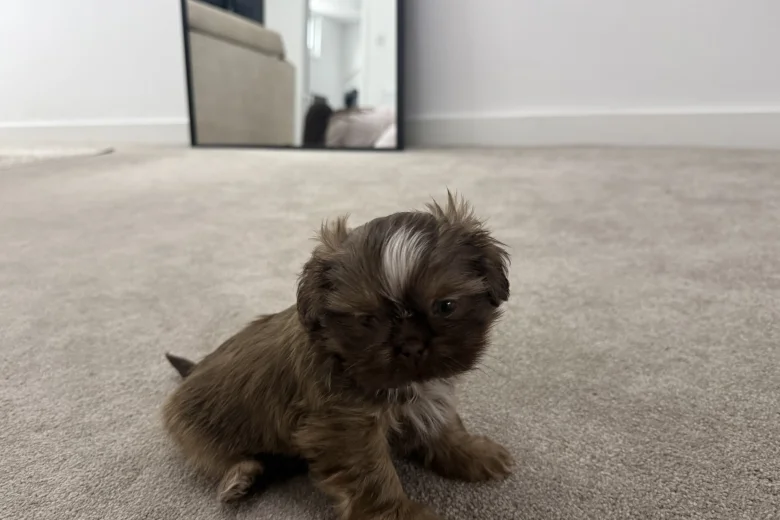 Shih Tzu
