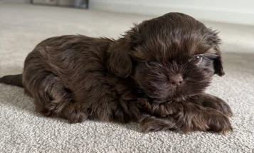 Shih Tzu