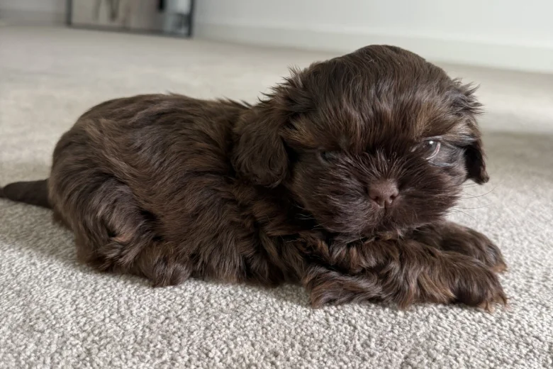 Shih Tzu