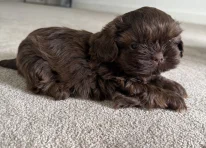 Puppy 1
