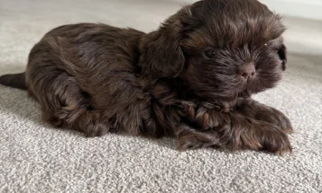 Shih Tzu