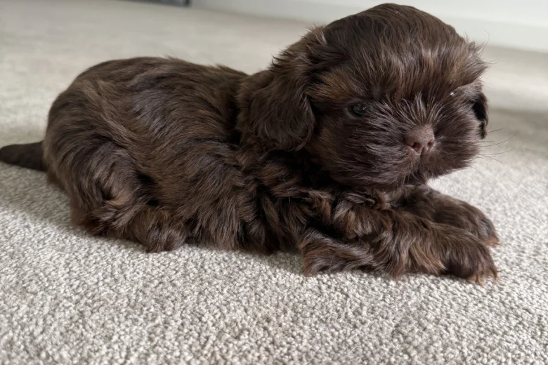 Shih Tzu