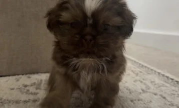 Shih Tzu
