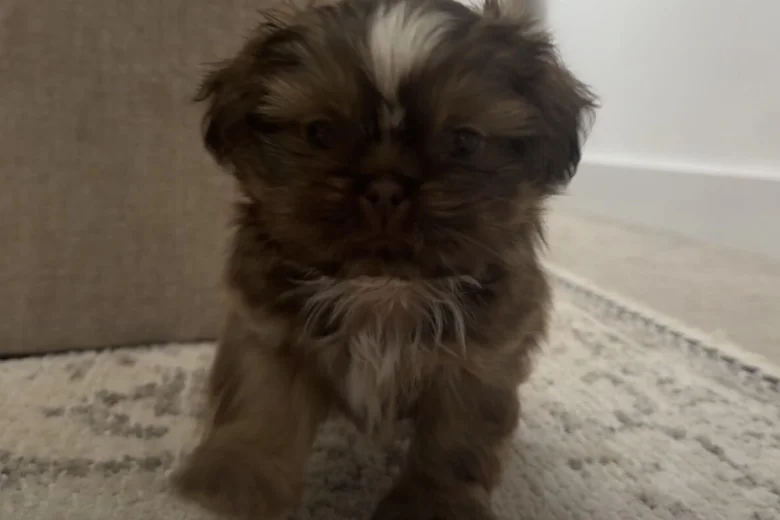 Shih Tzu