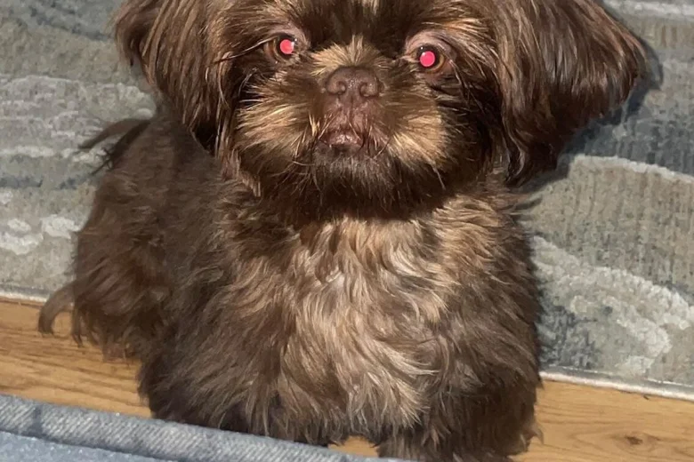 Shih Tzu