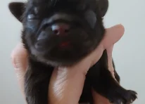 Fudge-dark chocolate