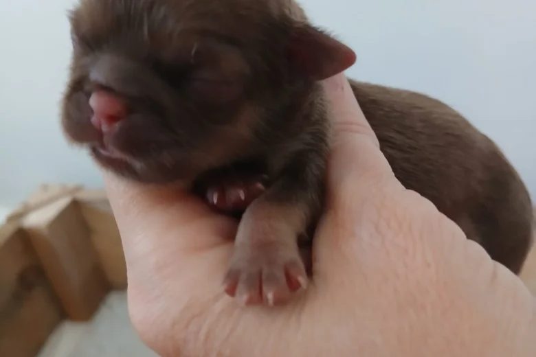 Shih Tzu