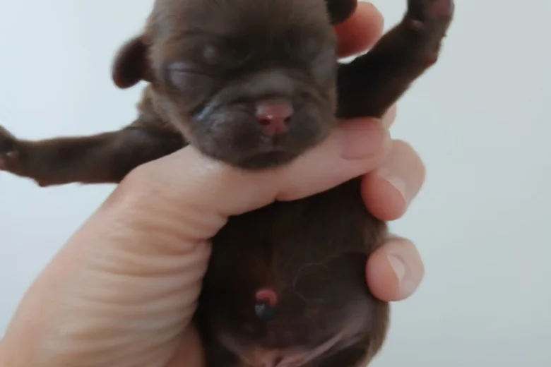 Shih Tzu