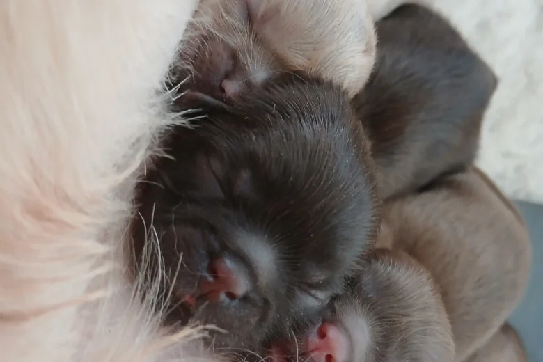 Shih Tzu