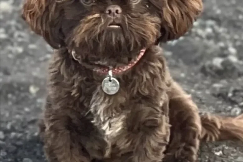 Shih Tzu