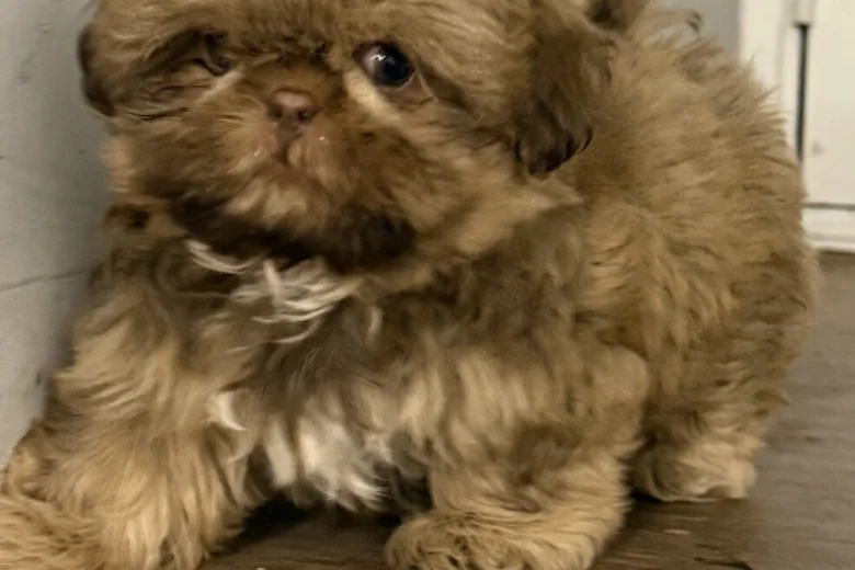 Shih Tzu