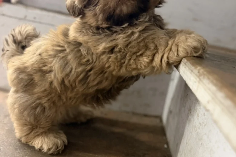 Shih Tzu