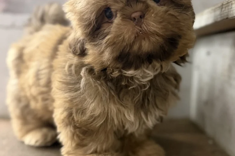 Shih Tzu