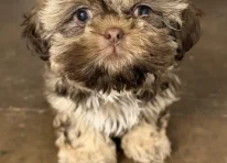 Puppy 1
