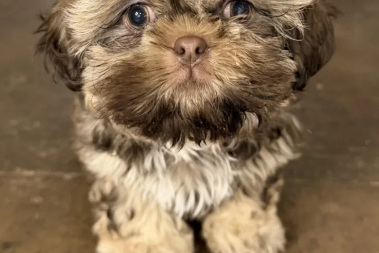 Shih Tzu